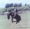 Bucking-Criollo.JPG (12103 bytes)
