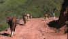 Saether-climbing.jpg (8155 bytes)