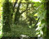forest.jpg (95558 bytes)